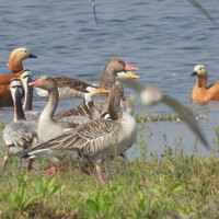 Gujarat a "favourite" state for migratory as well as local birds