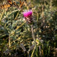 Summit County prepares for seasonal noxious weeds tour - Park Record