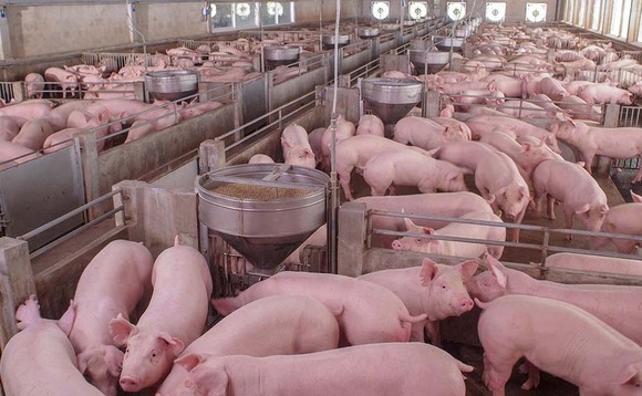 Pig sector in 'critical state'