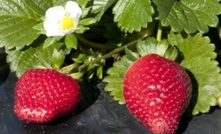 Strawberry fruit growers reject pesticide claim