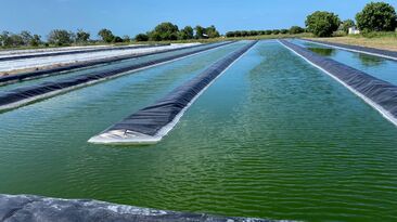 An algae-based concentrated supplement is being used to improve the health and performance of livestock.
