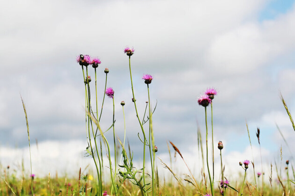 Wildflowers add a touch of color to the Hulunbuir Grasslands