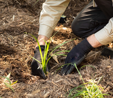 Insurers hope new policies covering carbon credits will restore trust in a battered market