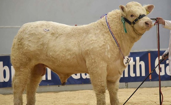 Harestone lead Stirling Charolais trade at 30,000gns