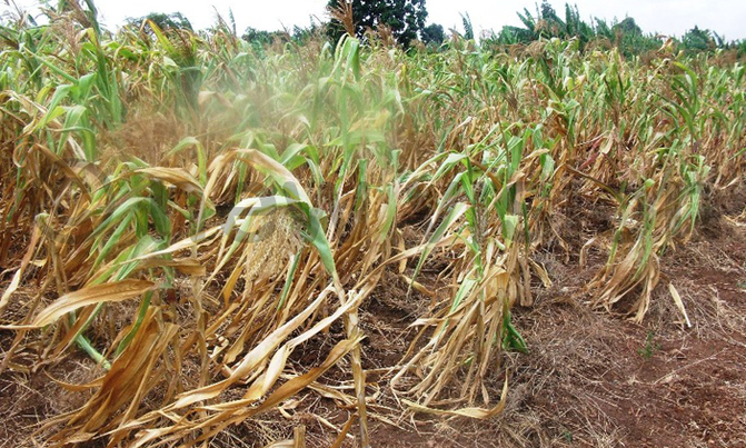 Drought pushing food prices up sharply in East Africa Drought pushing food prices up sharply in East Africa