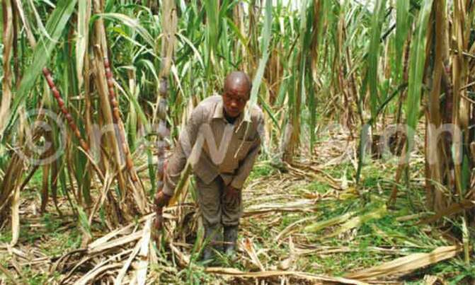 Is sugarcane growing crippling Busoga? Is sugarcane growing crippling Busoga?