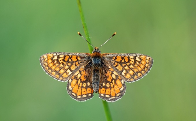The Butterfly Conservation said it was concerned climate change had affected the number of butterflies in the UK