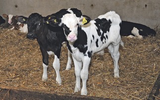 Plea to help Welsh dairy industry face multitude of challenges