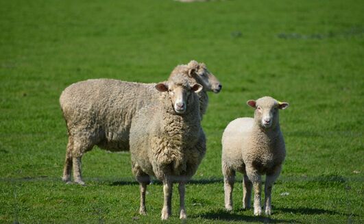 Around 75 per cent of US lamb imports are sourced from Australia. 
