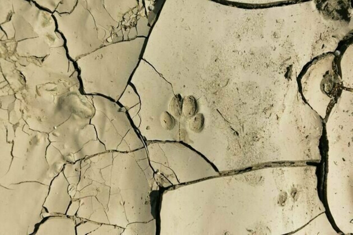 How to identify animal tracks, burrows and other signs of wildlife in your neighborhood