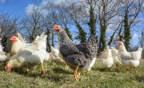 Pig and poultry special: New trial looks at feasibility of dual-purpose poultry systems  