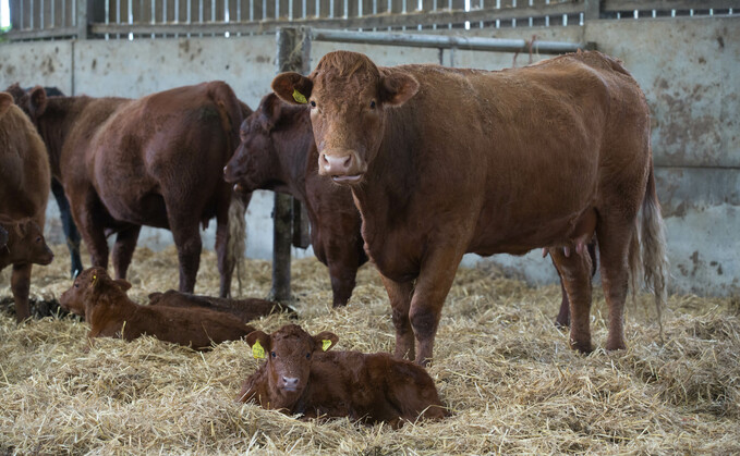 Vet Jim McKinstry advises bolusing cows when housing for winter and at turnout.