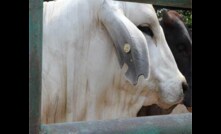  Indonesia has lifted its trade restrictions on Australian cattle.