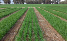 New tool to help with oat production in WA