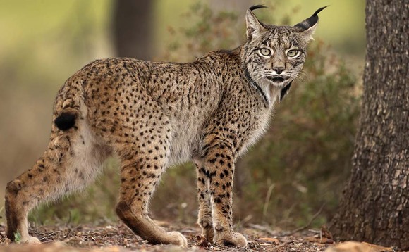 Livestock and livelihoods threatened by possible lynx reintroduction