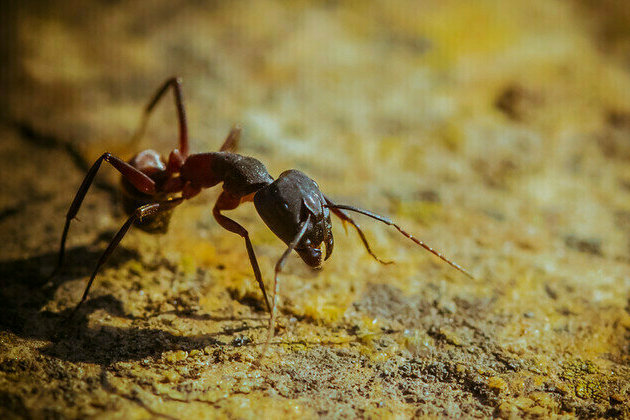 Rare-ant smugglers sentenced in African state