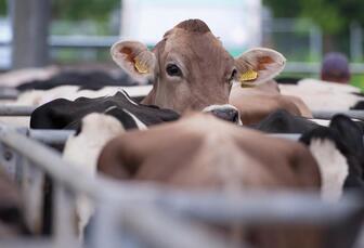 Cattle TB vaccine targeted by 2030 as Gov aims to eradicate bTB by 2038
