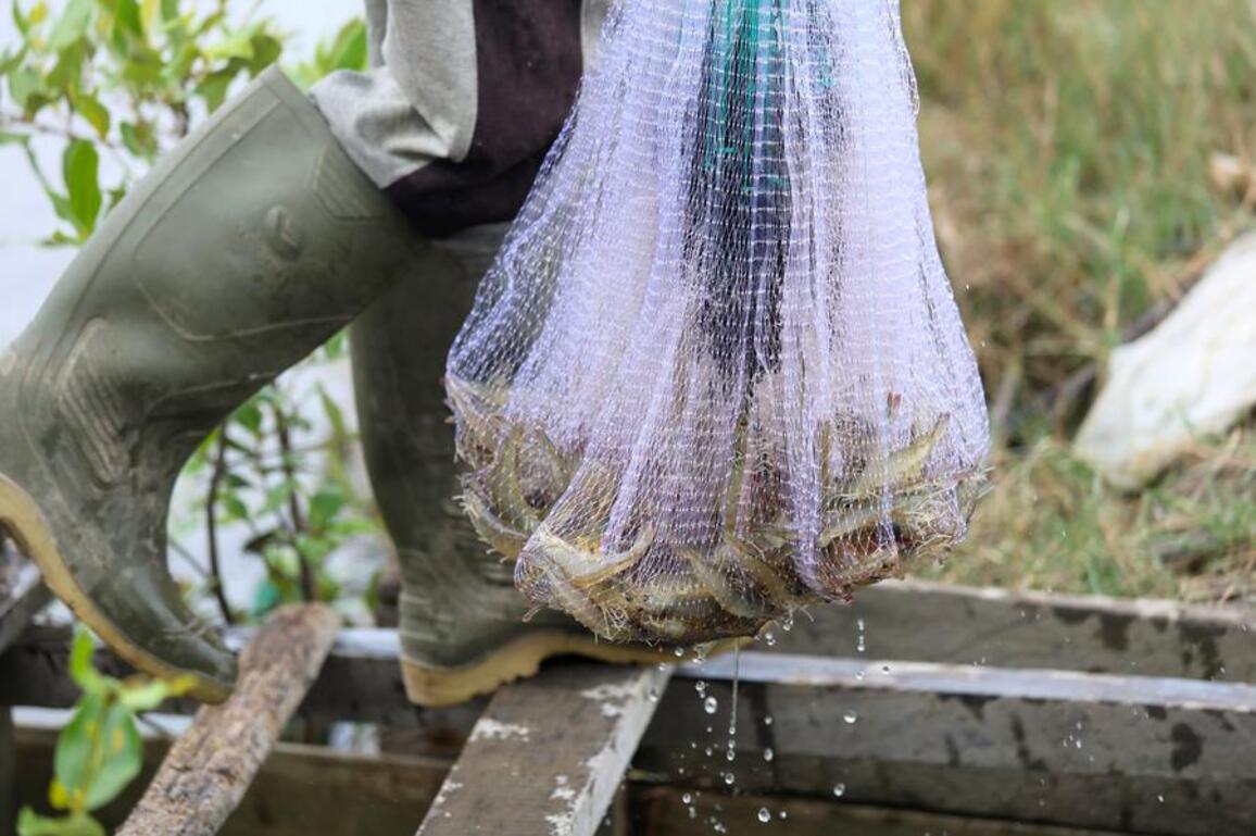 Asia Album: Visit to shrimp farms in Indonesia
