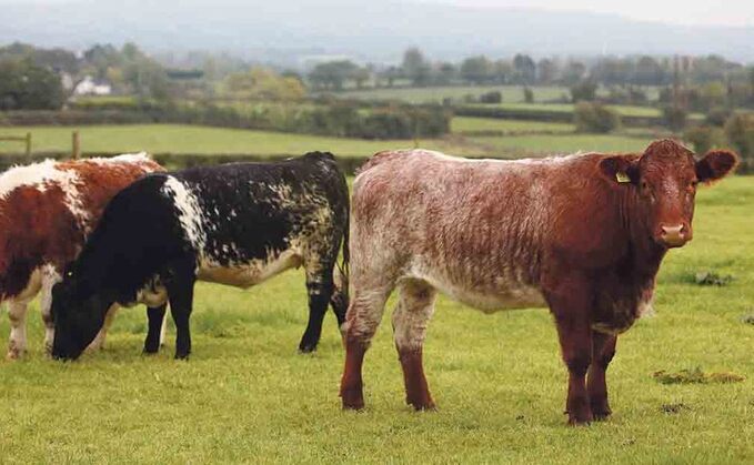 Gap between British and Irish cattle prices widens