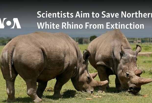 Scientists Aim to Save Northern White Rhino From Extinction