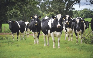 Welsh Government announces changes to bovine TB Inconclusive Reactor policies