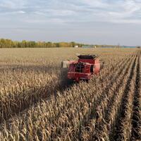 How China contributes to world food security by holding its "rice bowl" firmly