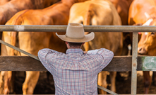 From record highs to decade lows: what's driving volatile livestock prices?  