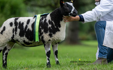 Hazelberry flock leads Dutch Spotted sale