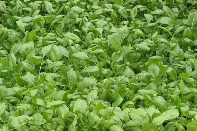 FSAI warns consumers in Ireland not to eat affected batches