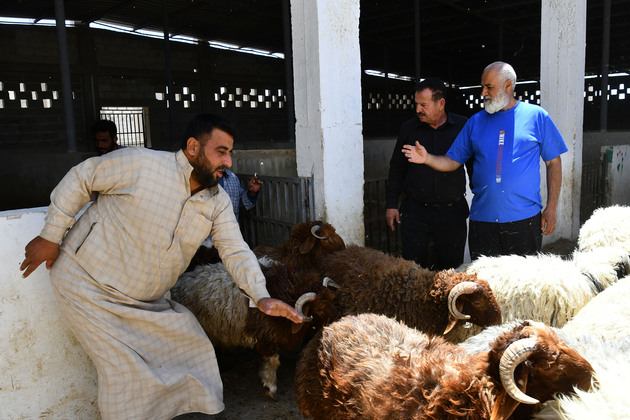 SYRIA-DAMASCUS-EID AL-ADHA-LIVESTOCK-MARKET