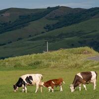 China livestock powerhouse improves pasture management in eco-friendly productivity quest