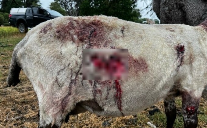 Dyfed-Powys Police said an ewe had to be euthanized after a dog attack in Welshpool