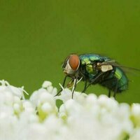 Not just bees and butterflies: beetles and other brilliant bugs are nature's unsung pollinators