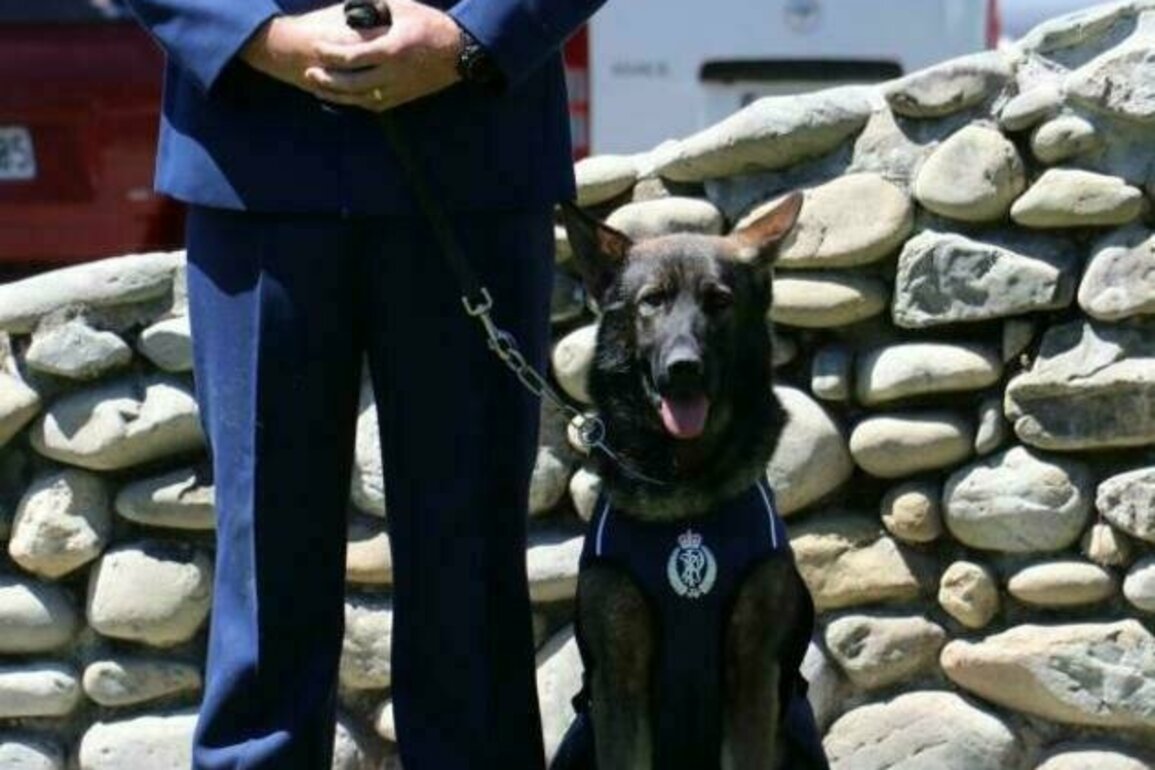 Media Advisory: Police Patrol Dog Graduation
