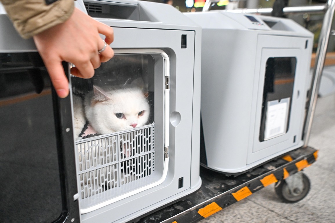 CHINA-CHONGQING-HIGH SPEED RAILWAY-PET TRAVEL (CN)