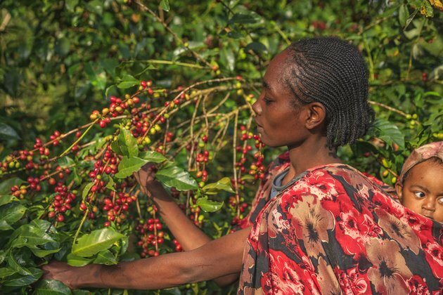 Ethiopia bans coffee exports Russian embassy