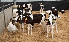 Improve calf health and hygiene for the win