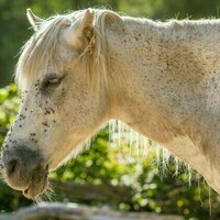Emerging parasite threats in the UK and Ireland: the role of climate change and pet travel