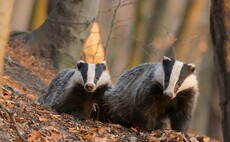 Labour pledges to ban badger cull