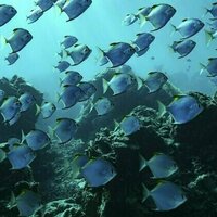 What the WTO's deal to curb fisheries subsidies means and what it could achieve