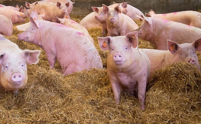 Bedding straw mycotoxins increasing risk to pig health