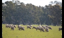  The sheep flock stood at 68 million head for the 2021 financial year, according to the ABS. Picture Mark Saunders.