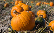 Farmers urged to exorcise the pumpkin-picking pitfalls of Halloween