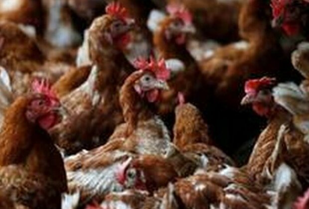 Committee set up for culling of poultry birds in Ludhiana