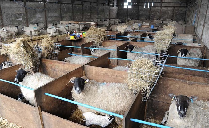 Focus on the plan, prevent, and protect method this lambing