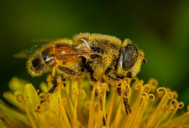 Research: Tropical insects are extremely sensitive to changing climates