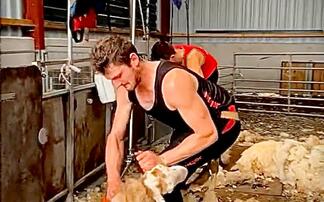 Welsh shearer attempts British Shearing Record