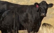 The keys to a profitable beef business