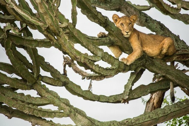 Getting closer to a much better count of Africa&#039;s lions