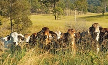 MECARDO: Beef into Japan sees swing to grassfed